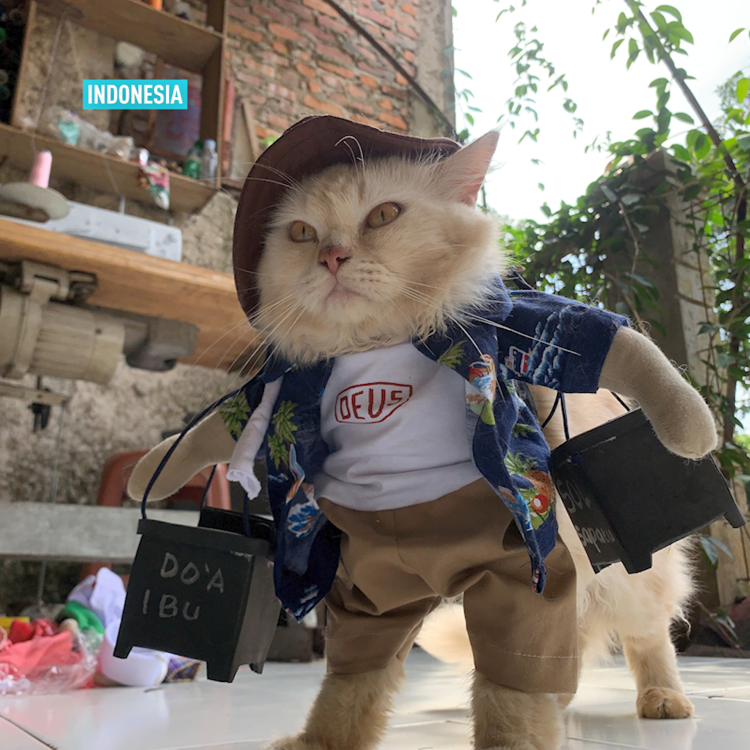 Cat In Cosplay Costumes Cgtn