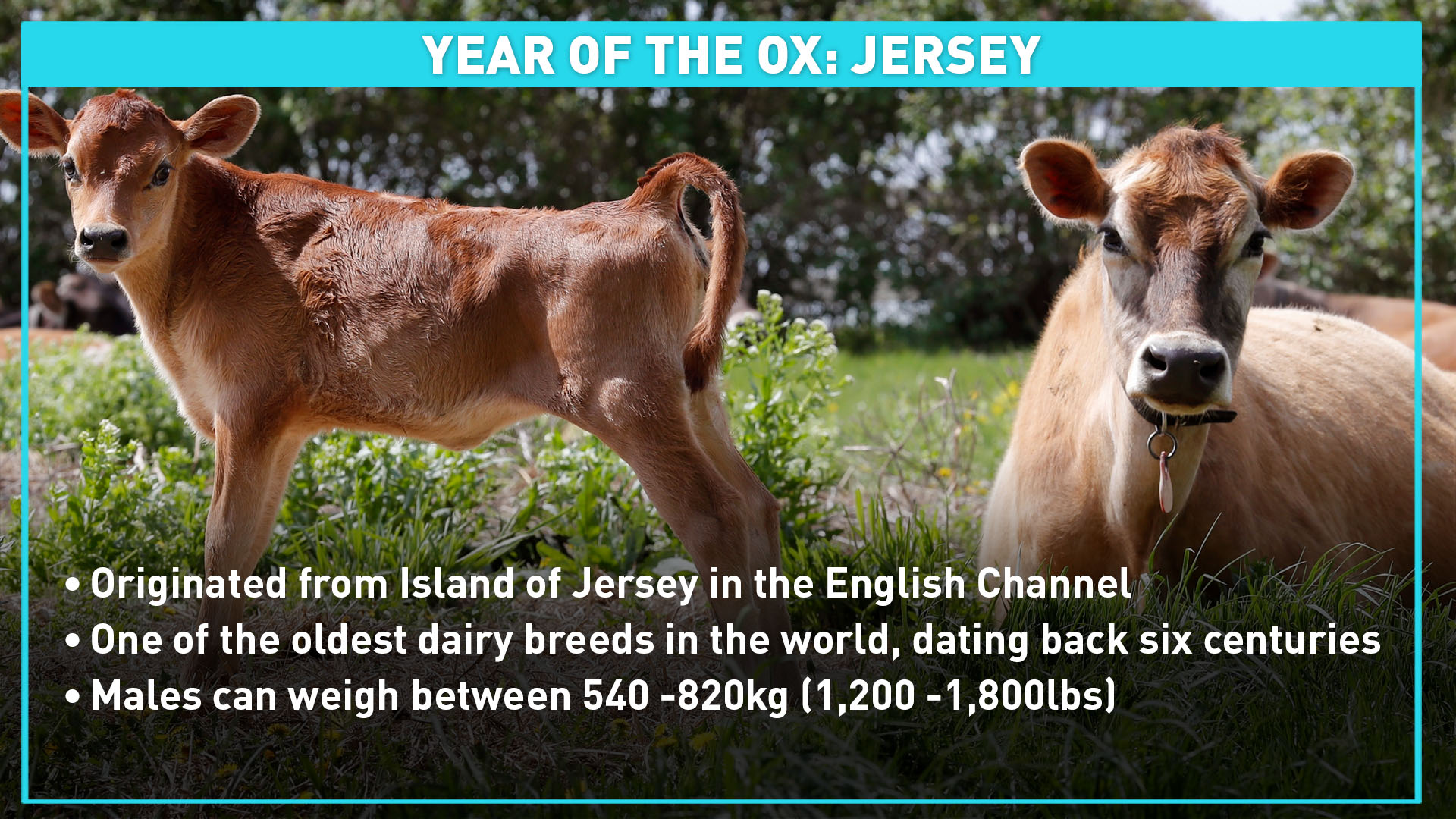 ox dating)