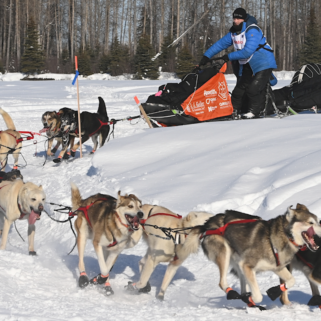 Sled race. Идитарод Аляска. Снежные псы. Каюр Камчатский. Айдитарод 2022.