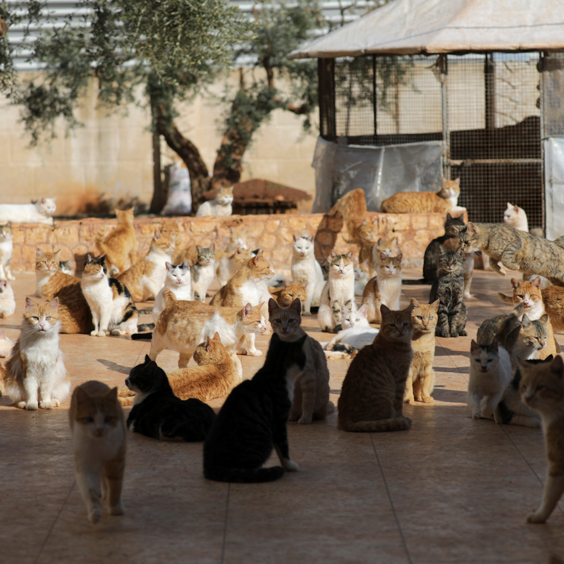 Caring for Syria's abandoned cats - CGTN
