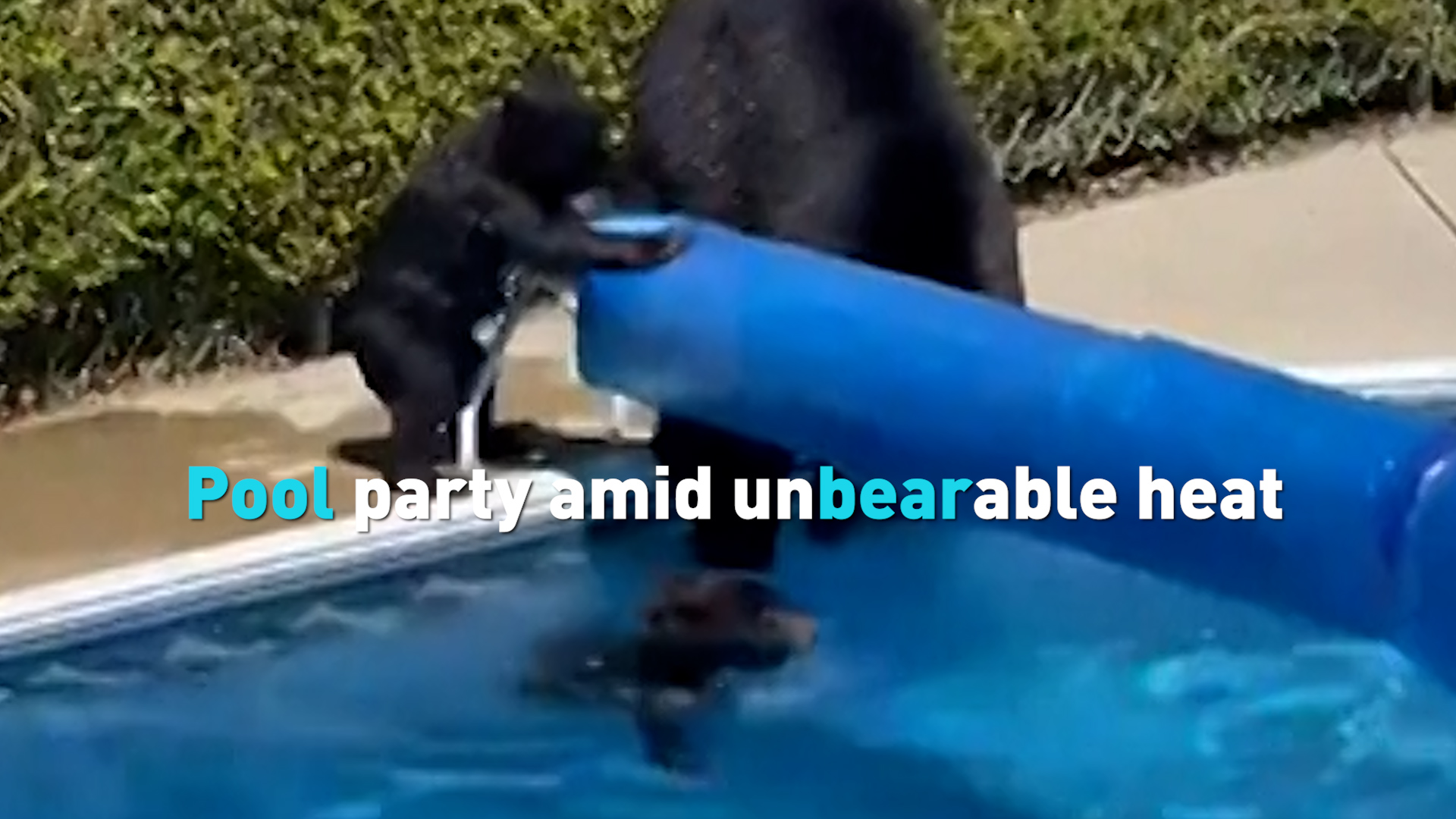 Mama bear and cubs take a dip in the pool - CGTN