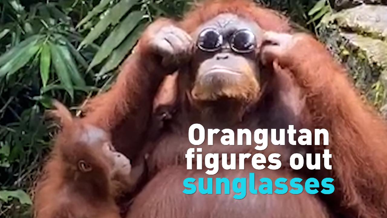 Orangutan discovers how cool sunglasses are, makes visitors giddy CGTN