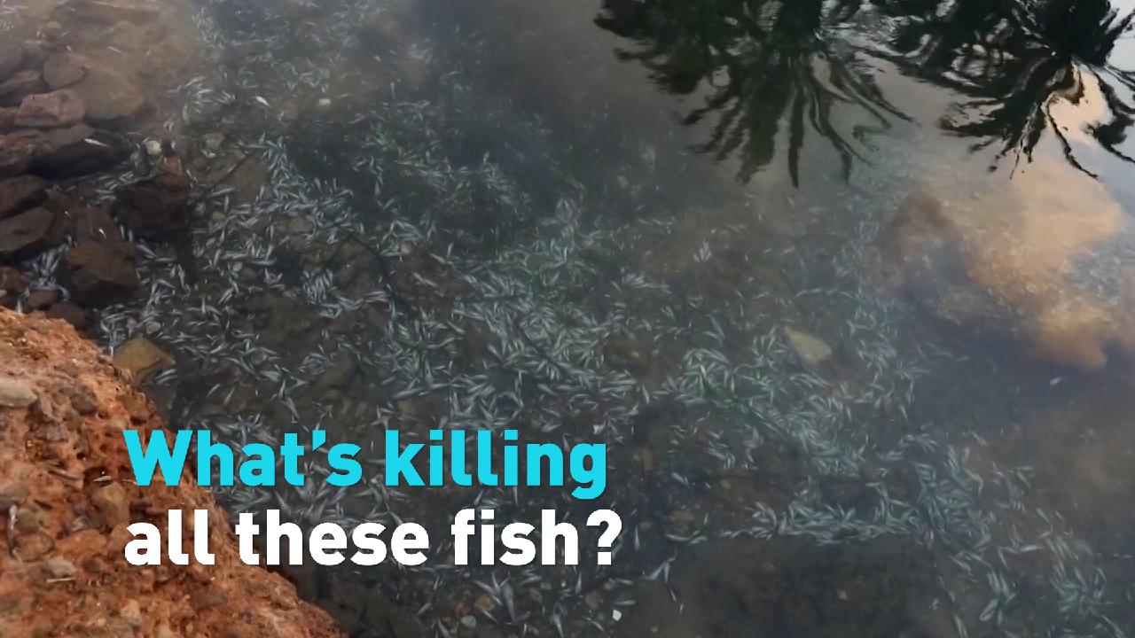 What killed over 20 tons of fish? - CGTN