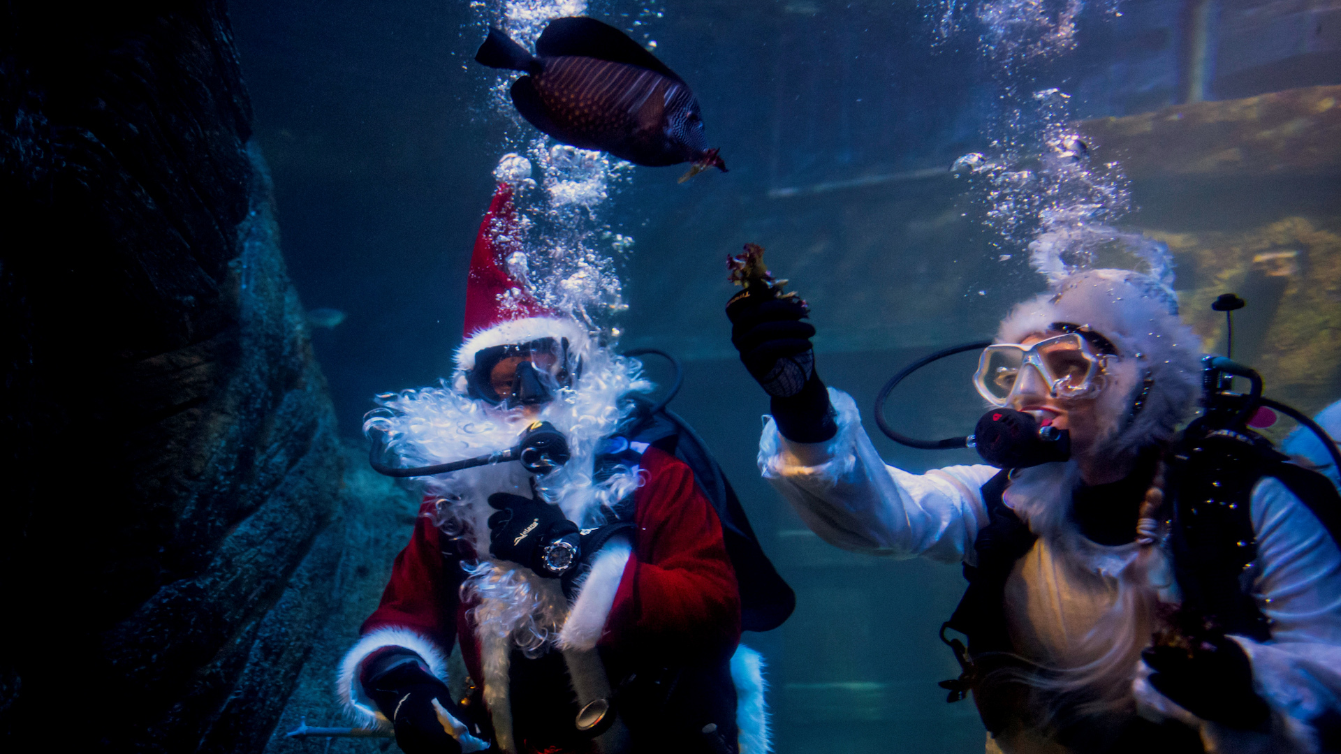 Munich aquarium gets its own saltwater Santa Claus - CGTN