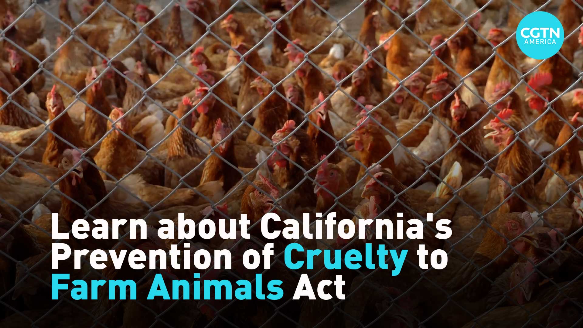 learn-about-california-s-prevention-of-cruelty-to-farm-animals-act-cgtn