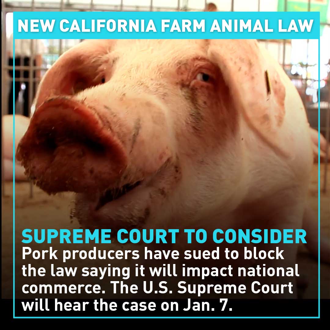 Learn about California's Prevention of Cruelty to Farm Animals Act CGTN