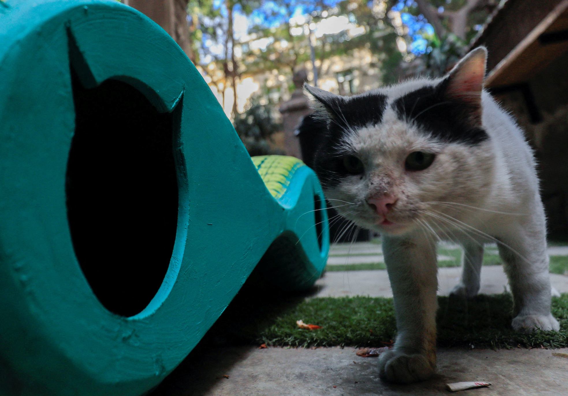 Feral cat shelter clearance made from tires