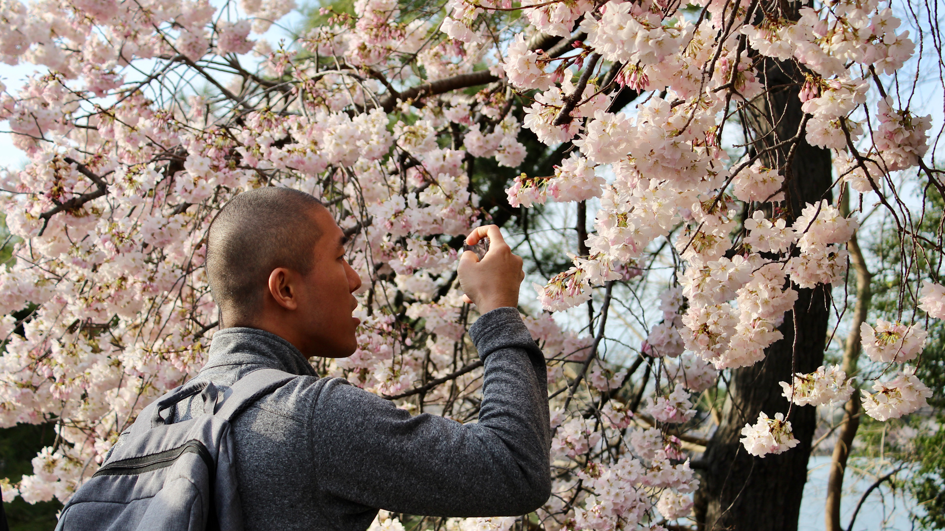 Thousands gather as cherry blossoms in Washington D.C. hit peak bloom -  Stock market news