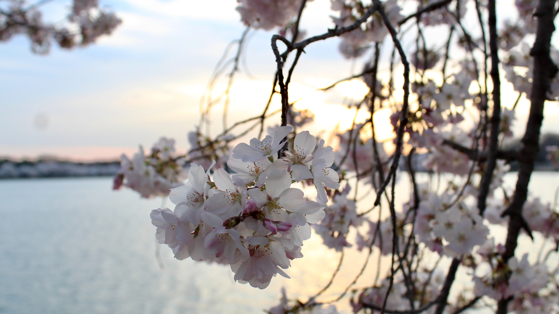 Press Release】Magical Cherry Blossom Experience off the Beaten