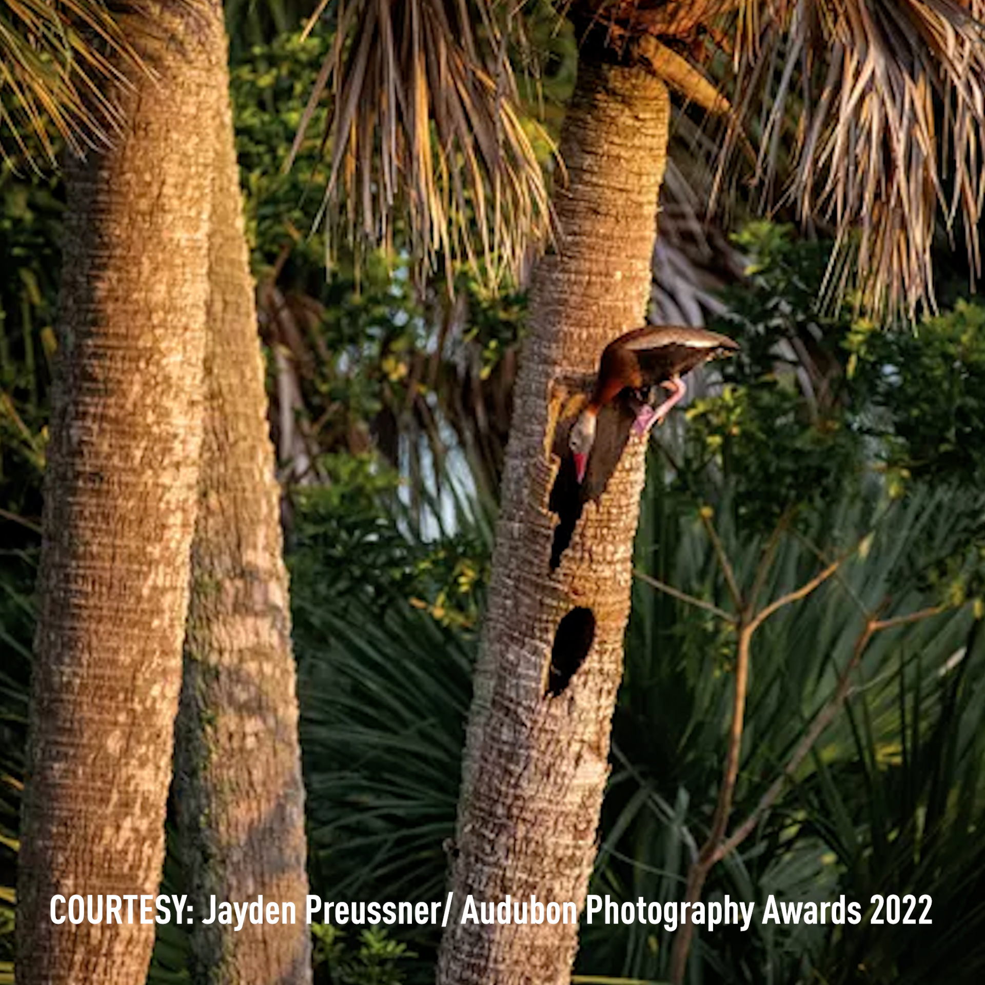 See the 2022 Audubon Photography Award winners CGTN