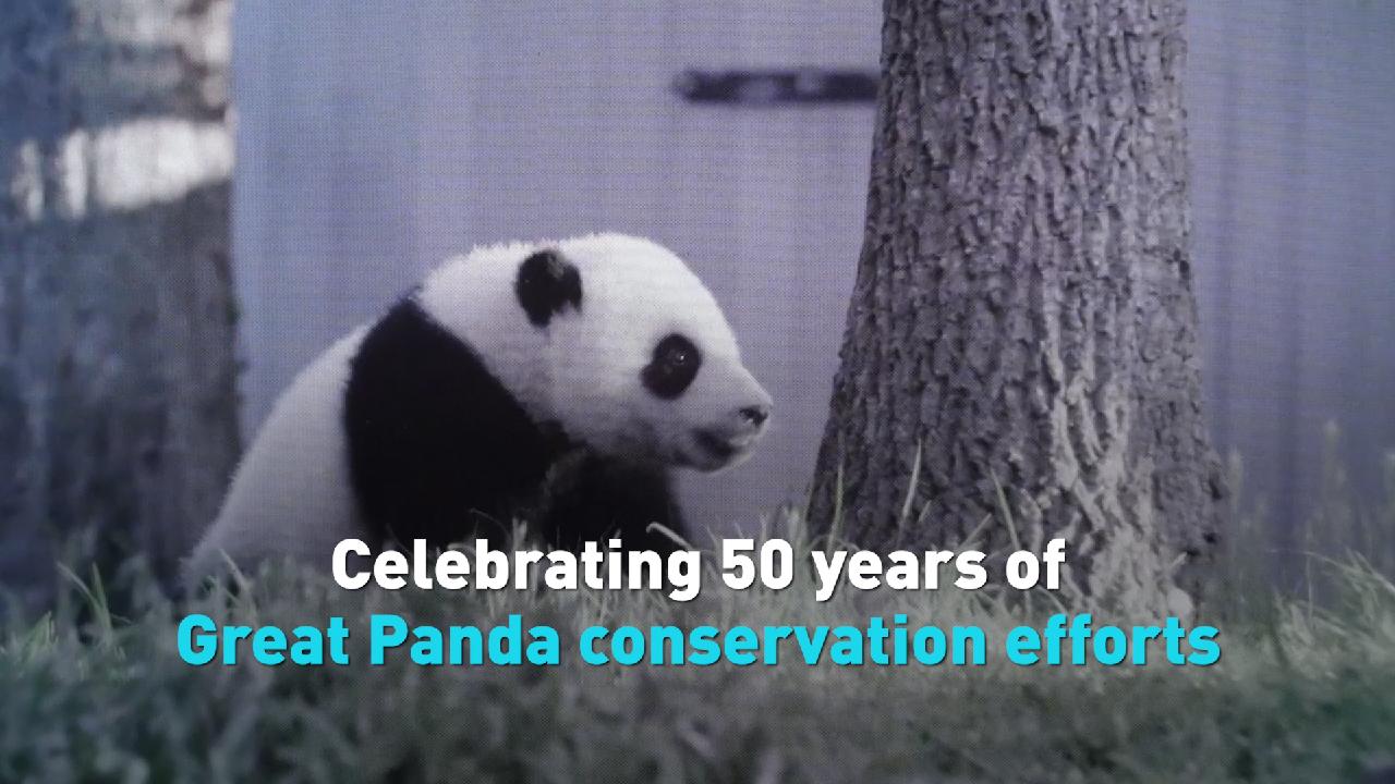 Celebrating 50 years of Great Panda conservation efforts - CGTN