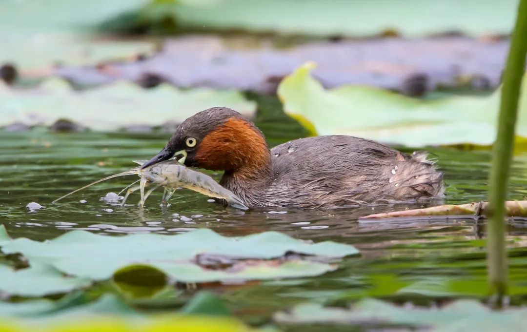 A little grebe swims with a shirmp in its beak in Honghu Park, photo by Isaac Cohen. 
