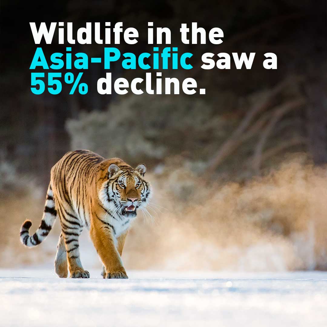 Report: Global wildlife sees devastating declines since 1970