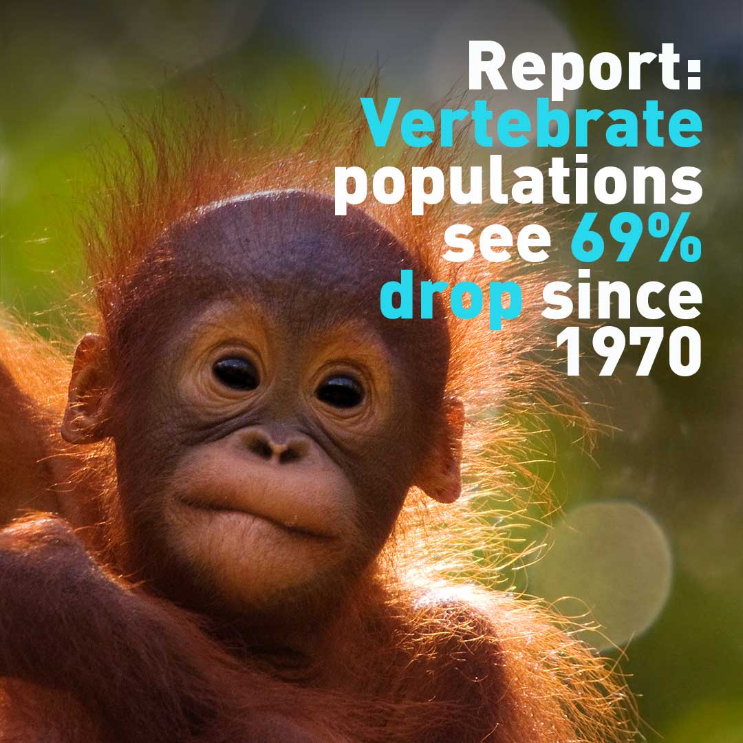 Report: Global wildlife sees devastating declines since 1970