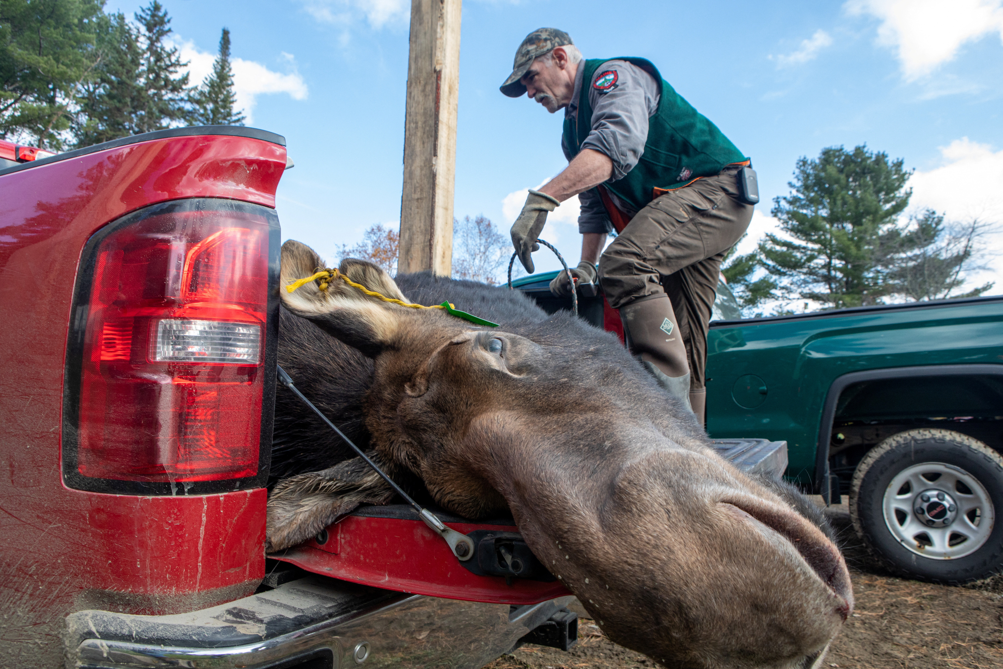 Maine officials try increased hunting to save moose from tick deaths