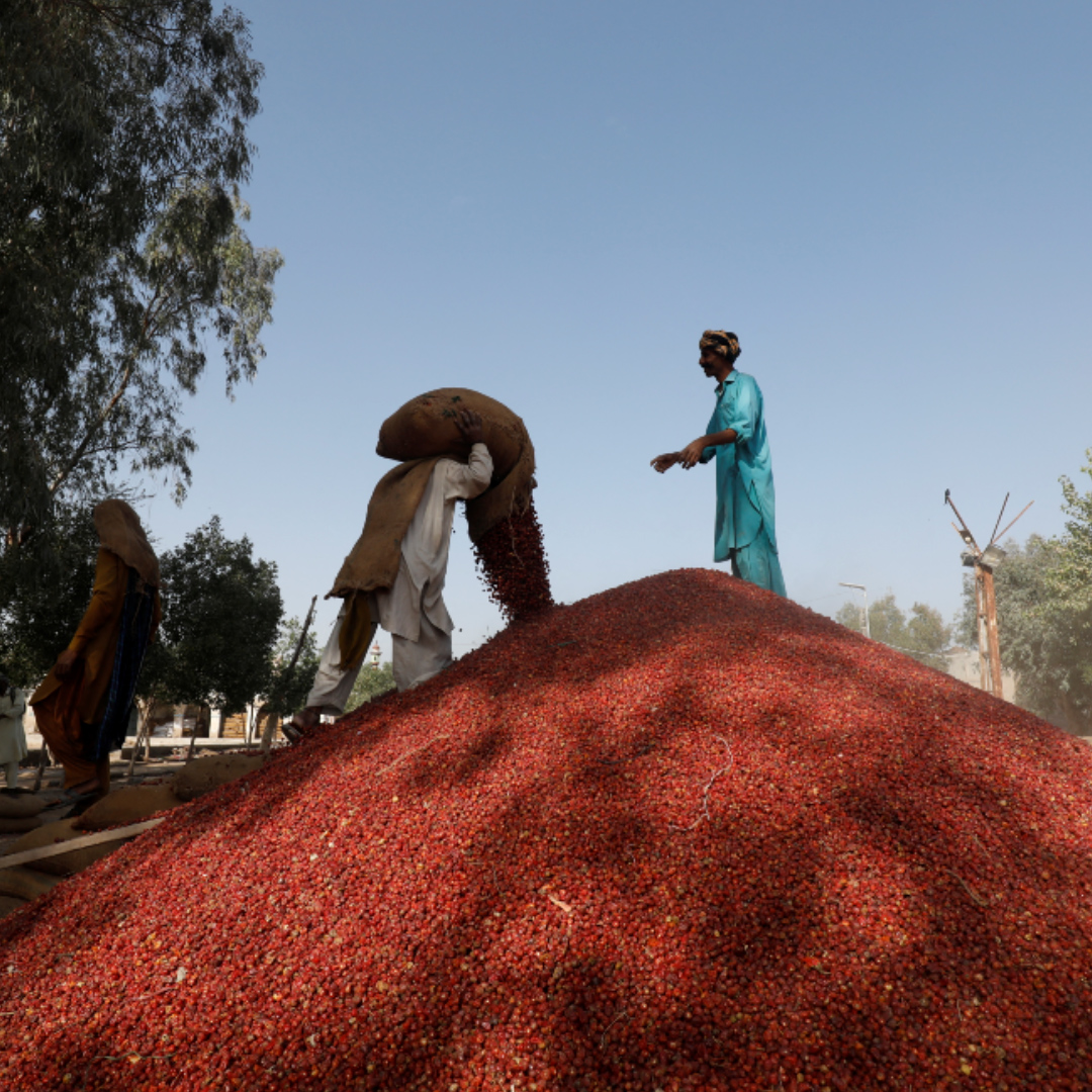 Pakistani farmers struggling to save chili crop from extreme weather 