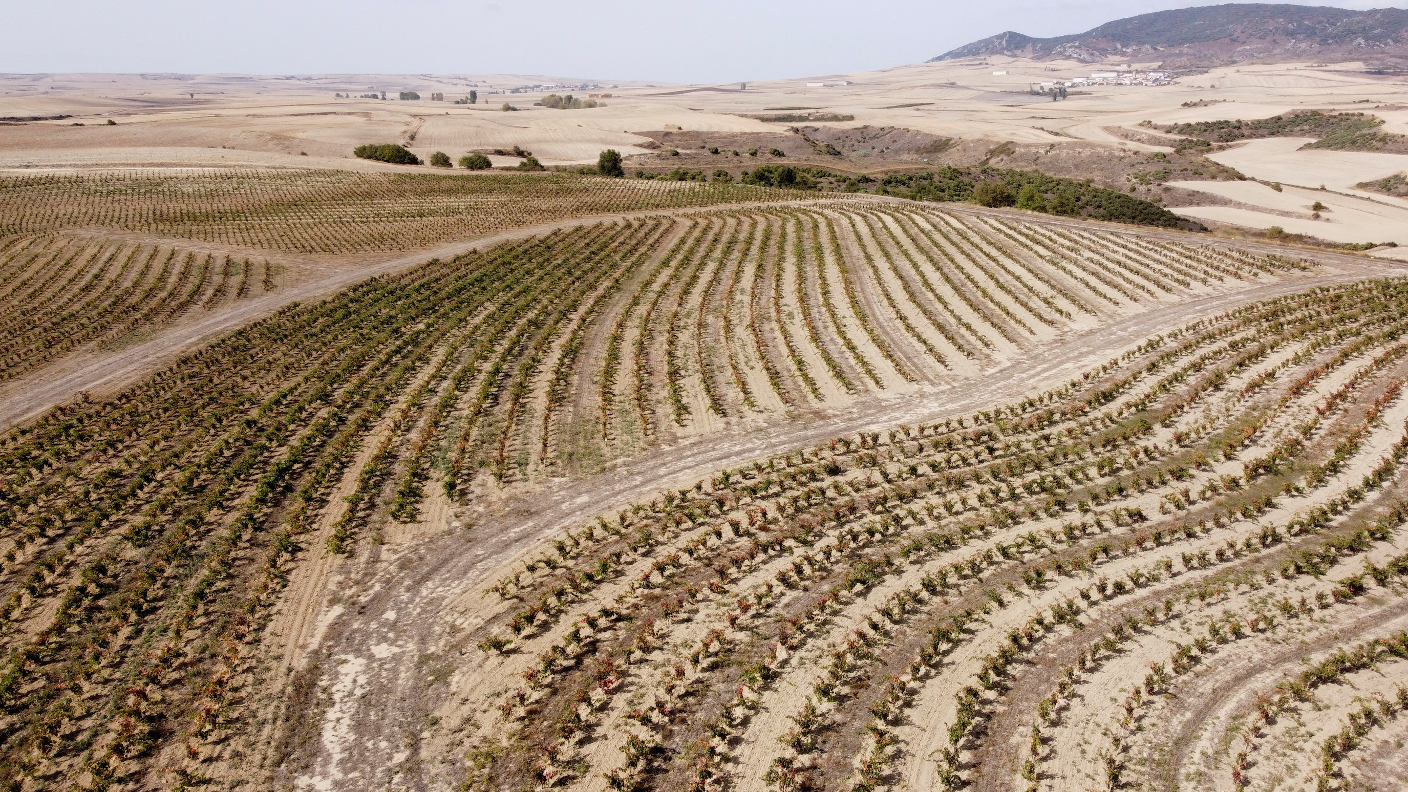 Spanish vintners and scientists future-proof grapes for climate change