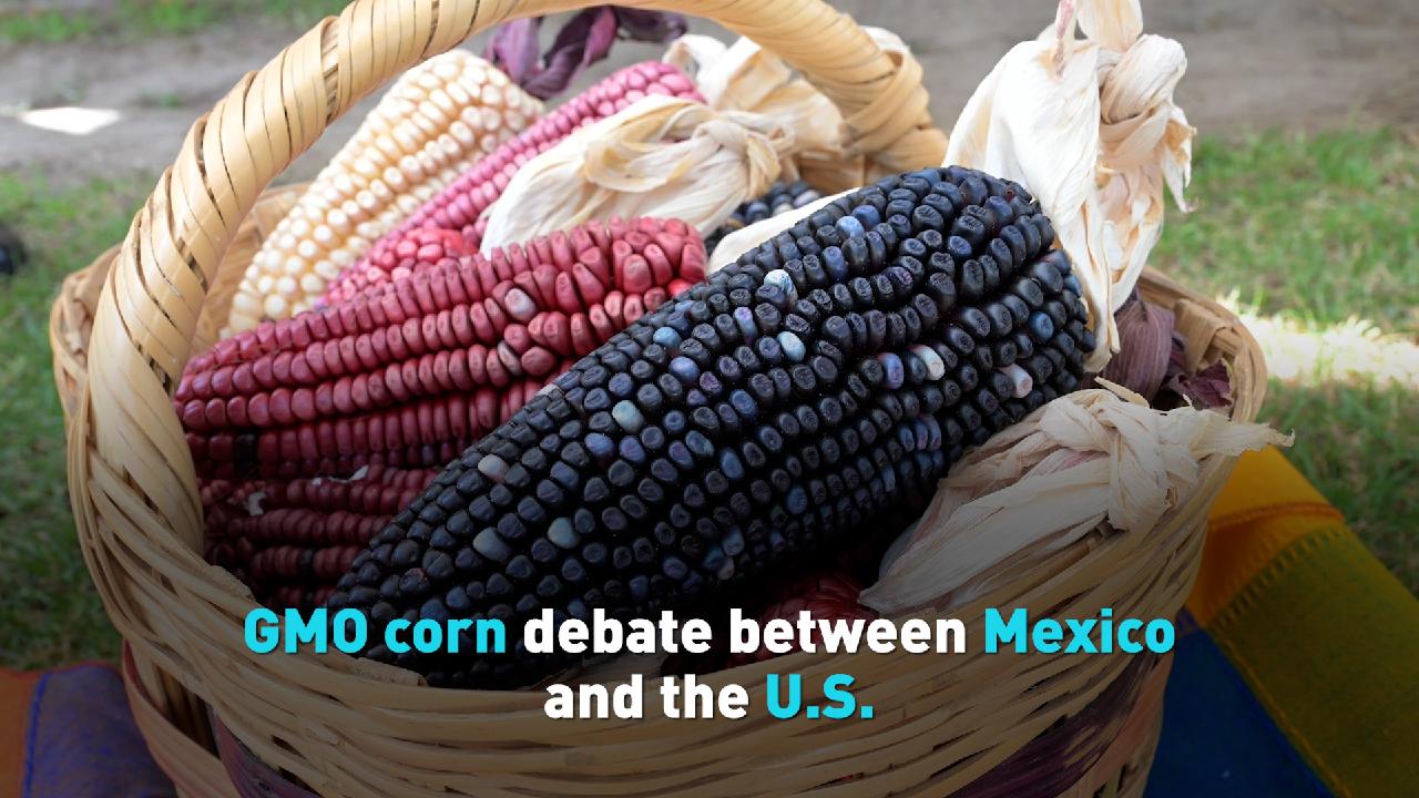 GMO corn debate between Mexico and the U.S. CGTN