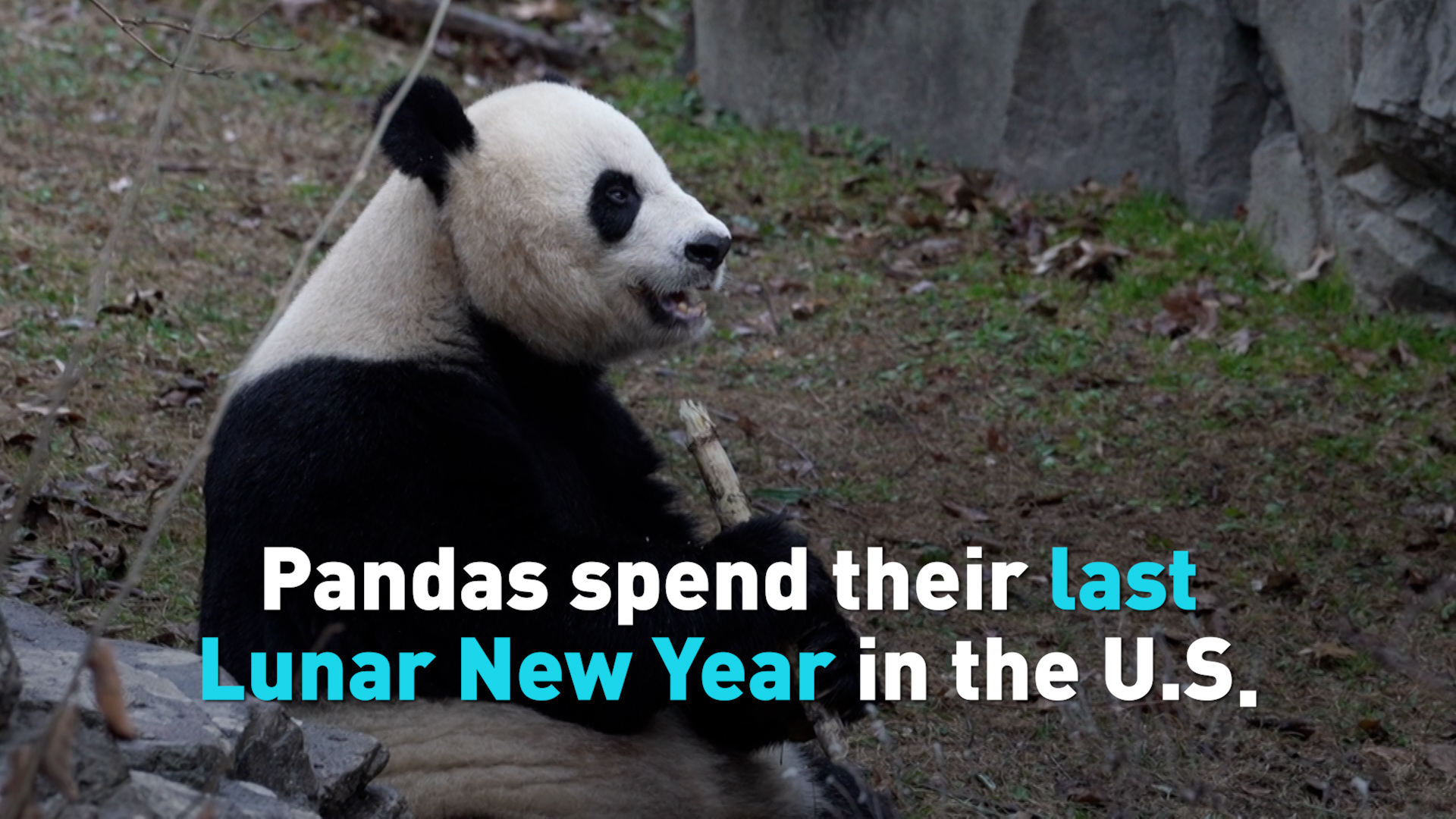 Pandas spend their last Lunar New Year in the . - CGTN