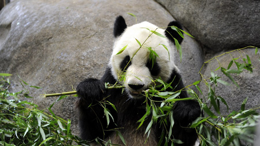 Chinese giant panda Le Le eats bamboo leaves in its enclosure at the Memphis Zoo in Memphis, Tennessee, the United States, Aug. 13, 2010. (Xinhua/Jiang Guopeng)