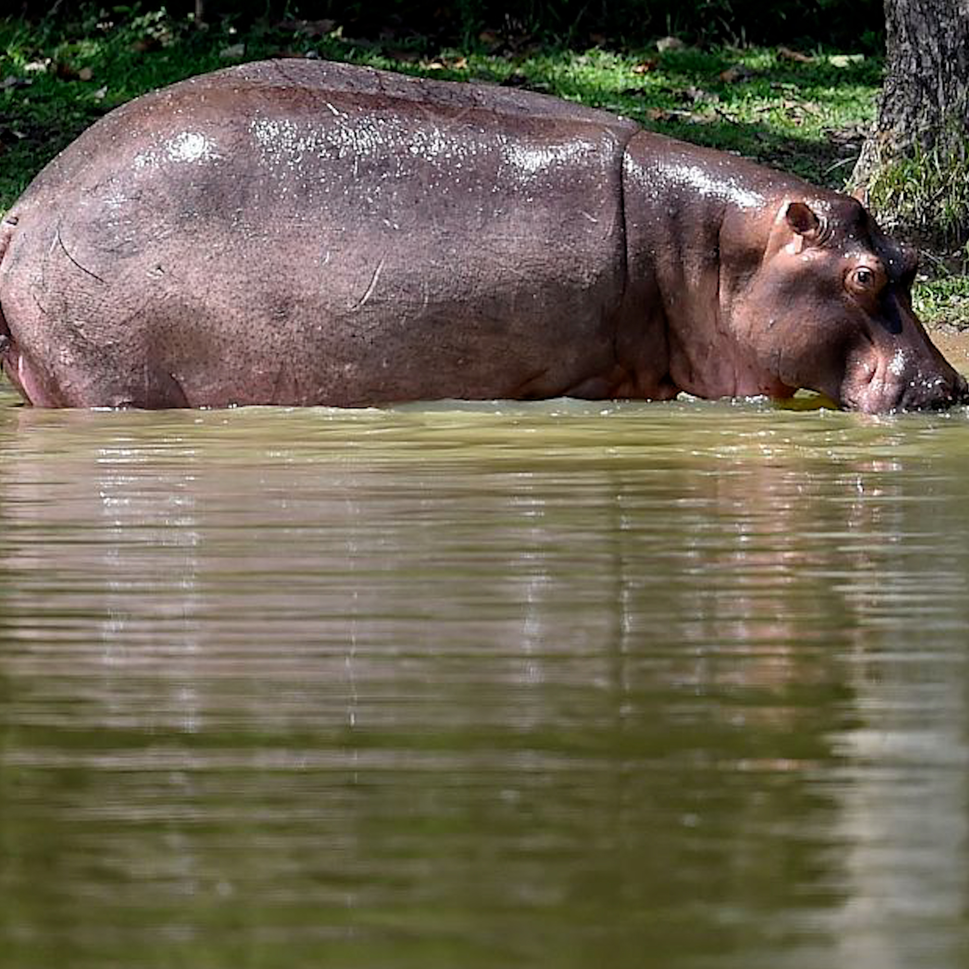 Colombia’s “cocaine hippos” to be sent to India and Mexico