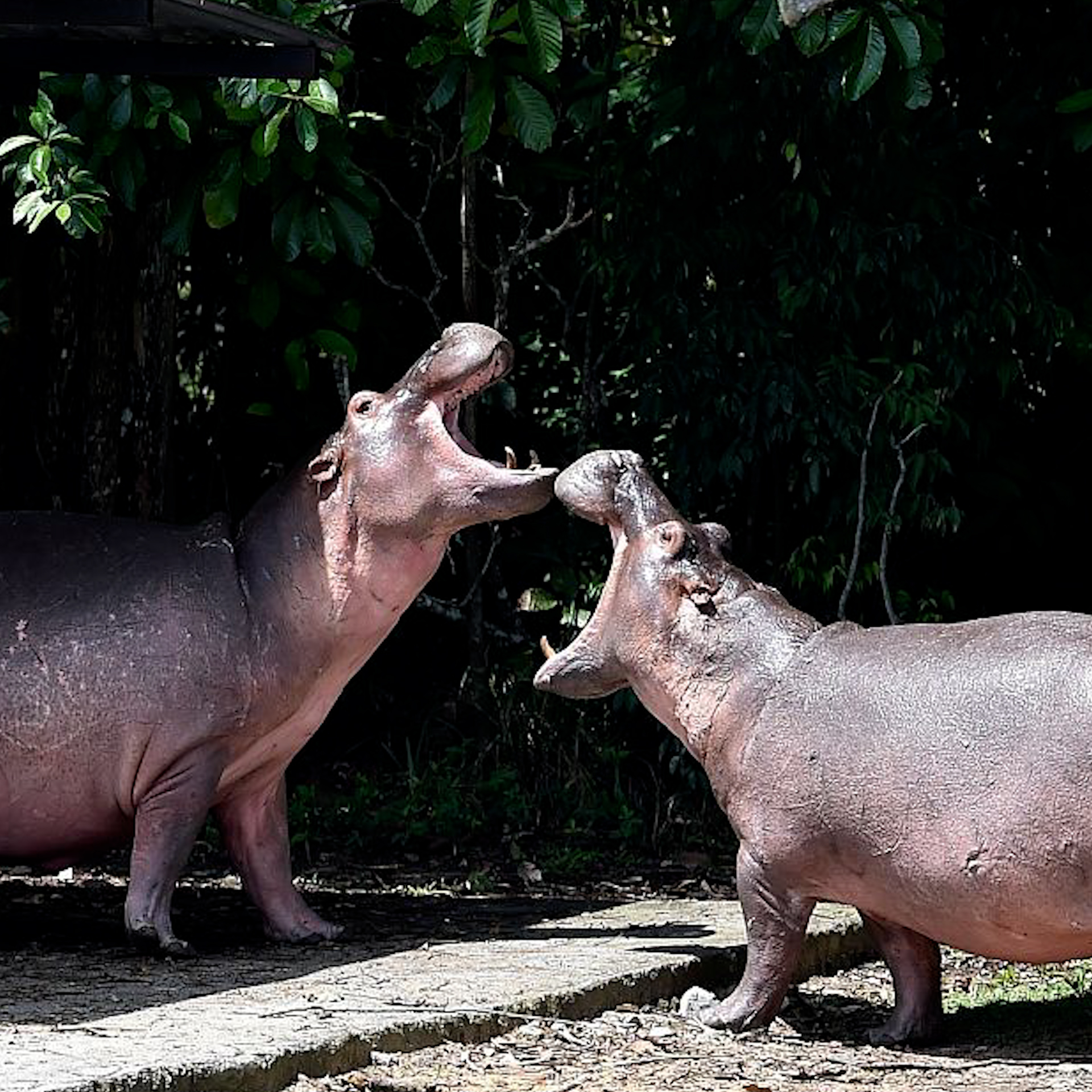 Colombia’s “cocaine hippos” to be sent to India and Mexico