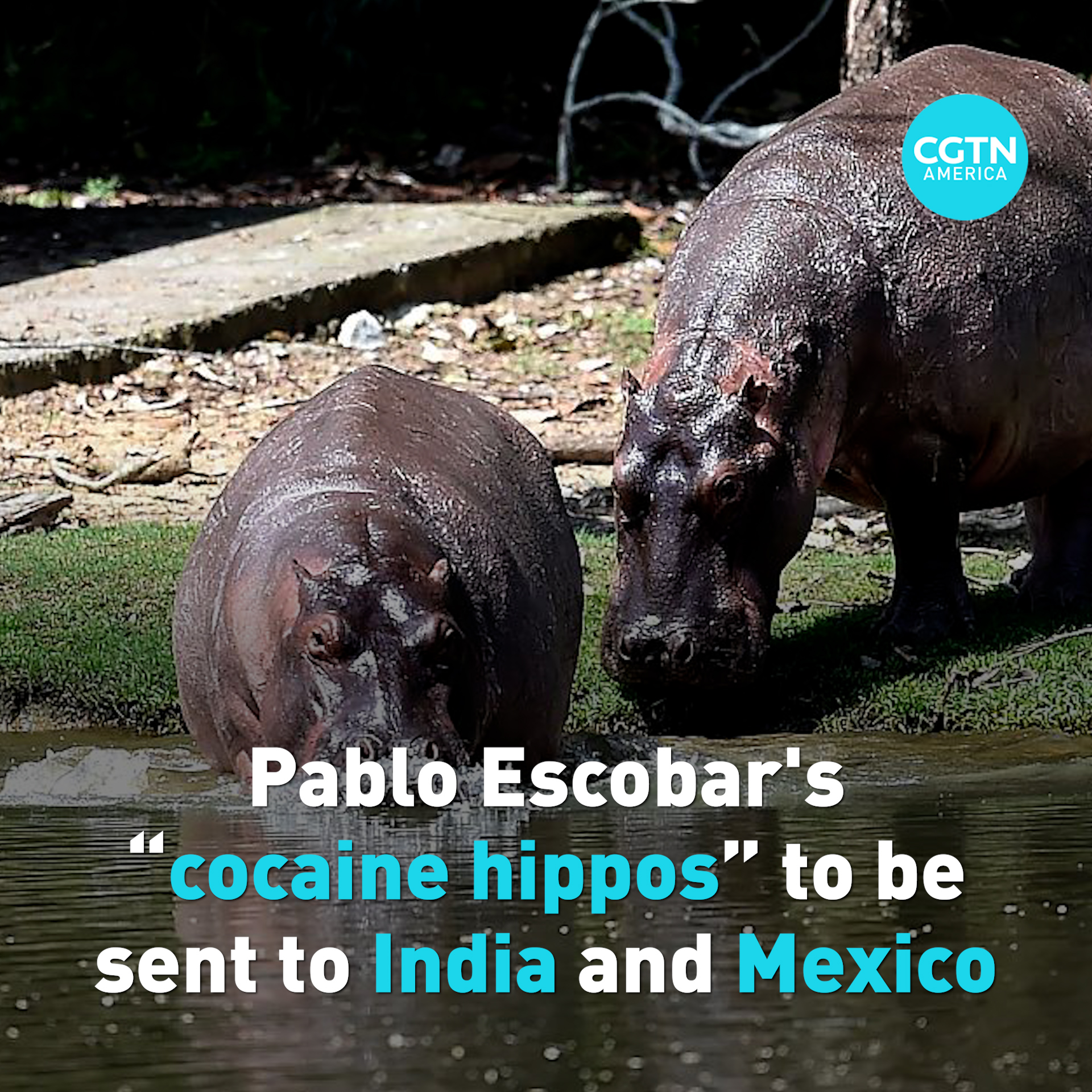 Colombia’s “cocaine hippos” to be sent to India and Mexico