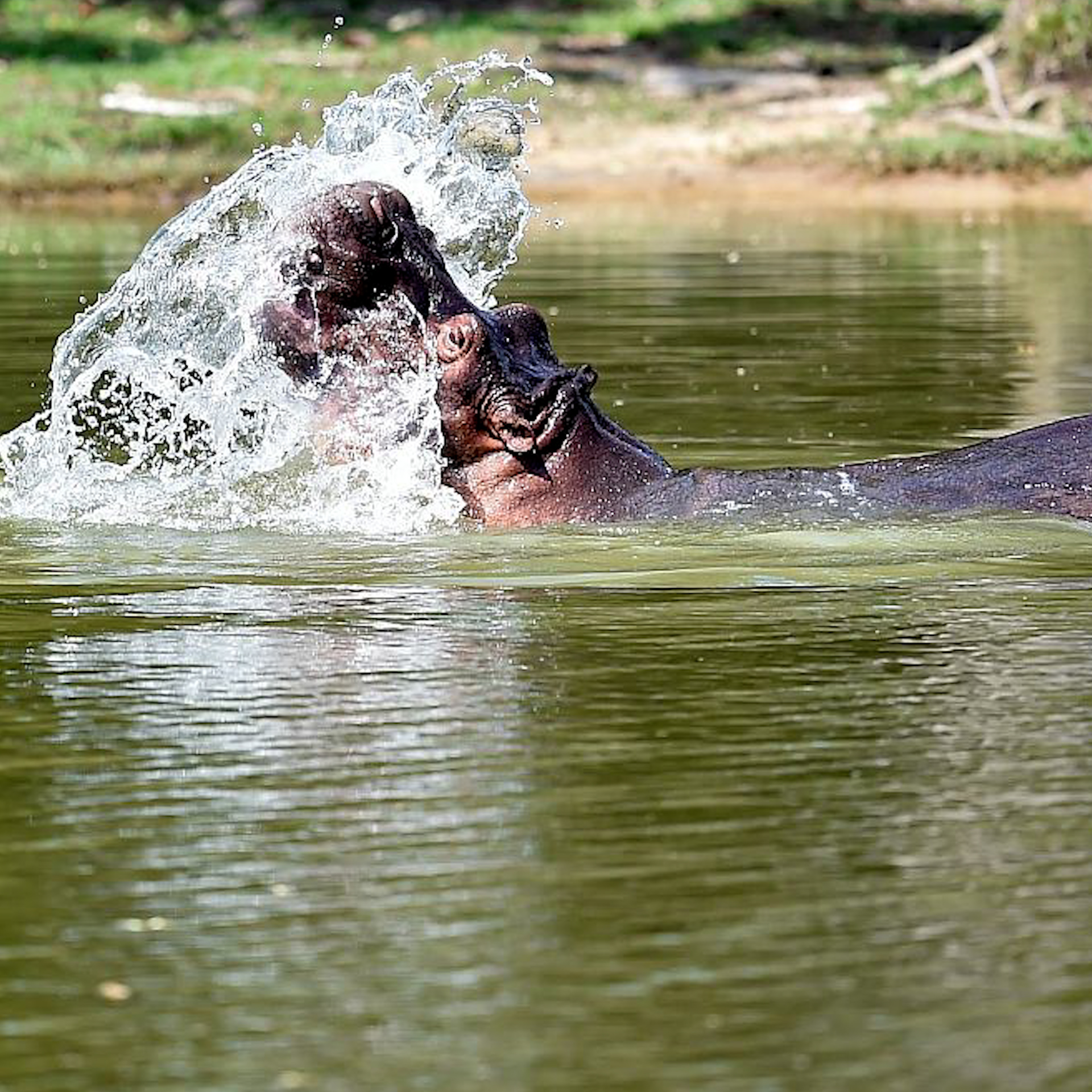 Colombia’s “cocaine hippos” to be sent to India and Mexico