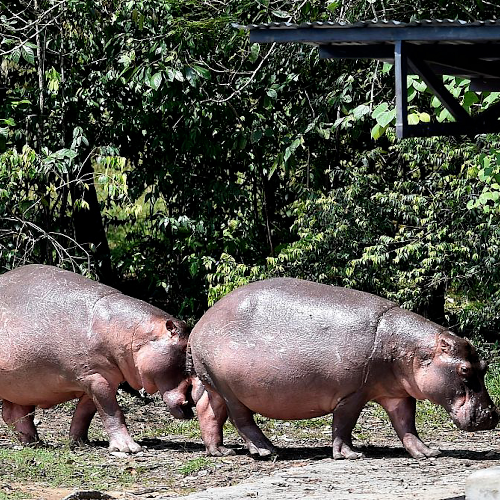 Colombia’s “cocaine hippos” to be sent to India and Mexico