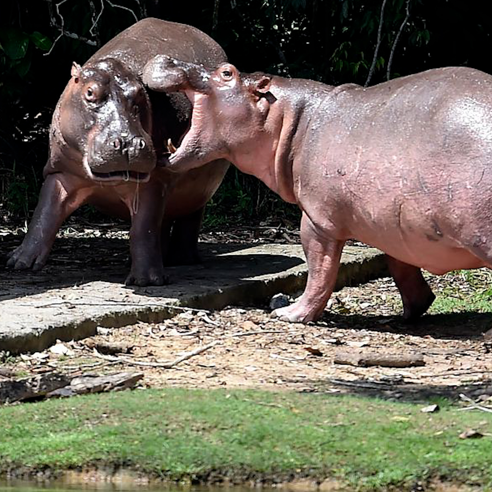 Colombia’s “cocaine hippos” to be sent to India and Mexico