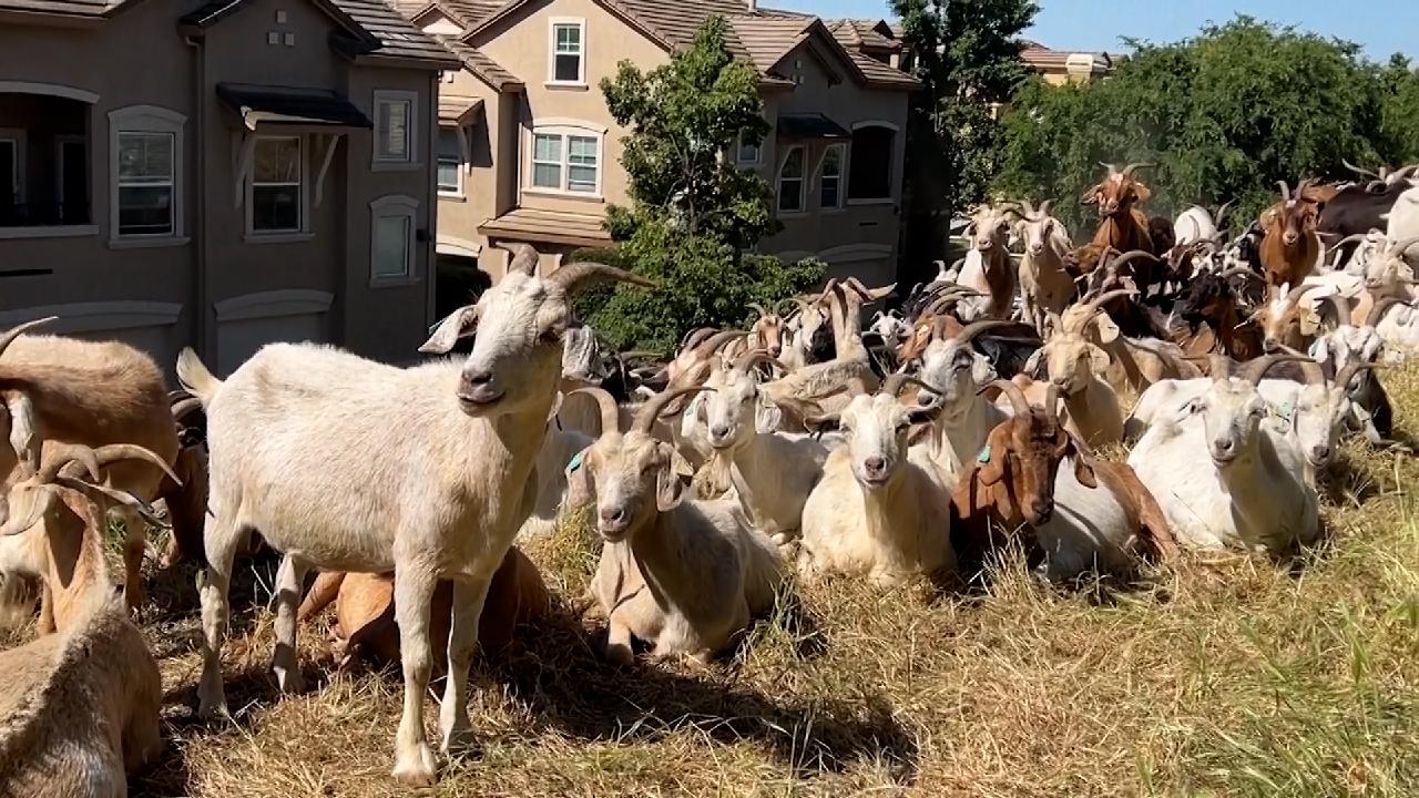 Don't let the goats get your job