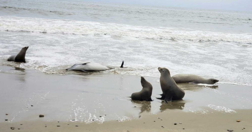 Sea lions sick and dying in California due to suspected toxic algae