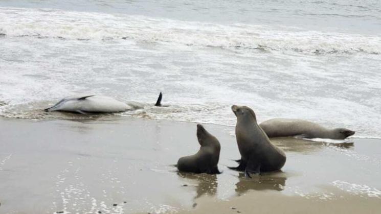 Sea lions sick and dying in California due to suspected toxic algae