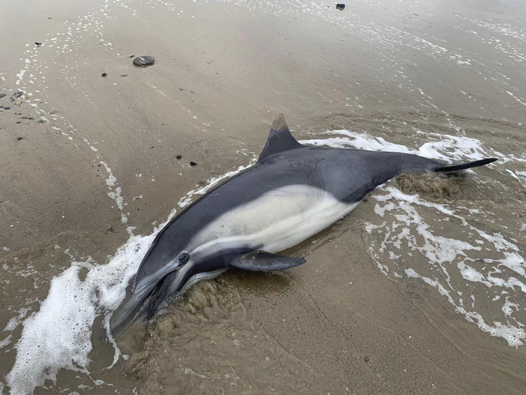 Sea lions sick and dying in California due to suspected toxic algae