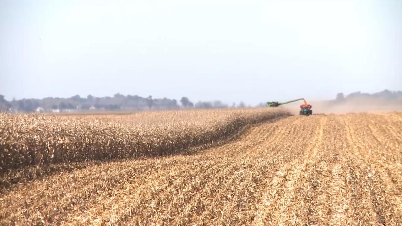 U.S. and Mexico clash over genetically modified corn - CGTN