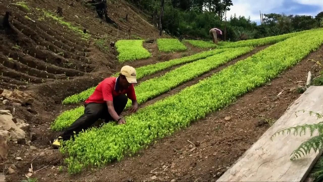 Peru coca leaf cultivation hits record high CGTN