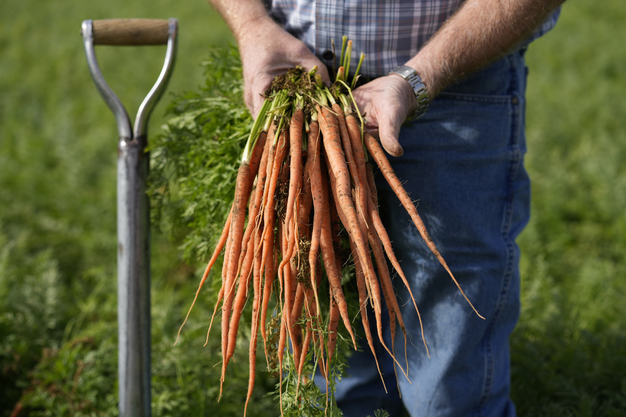 Locals call for a carrot boycott over groundwater usage in California