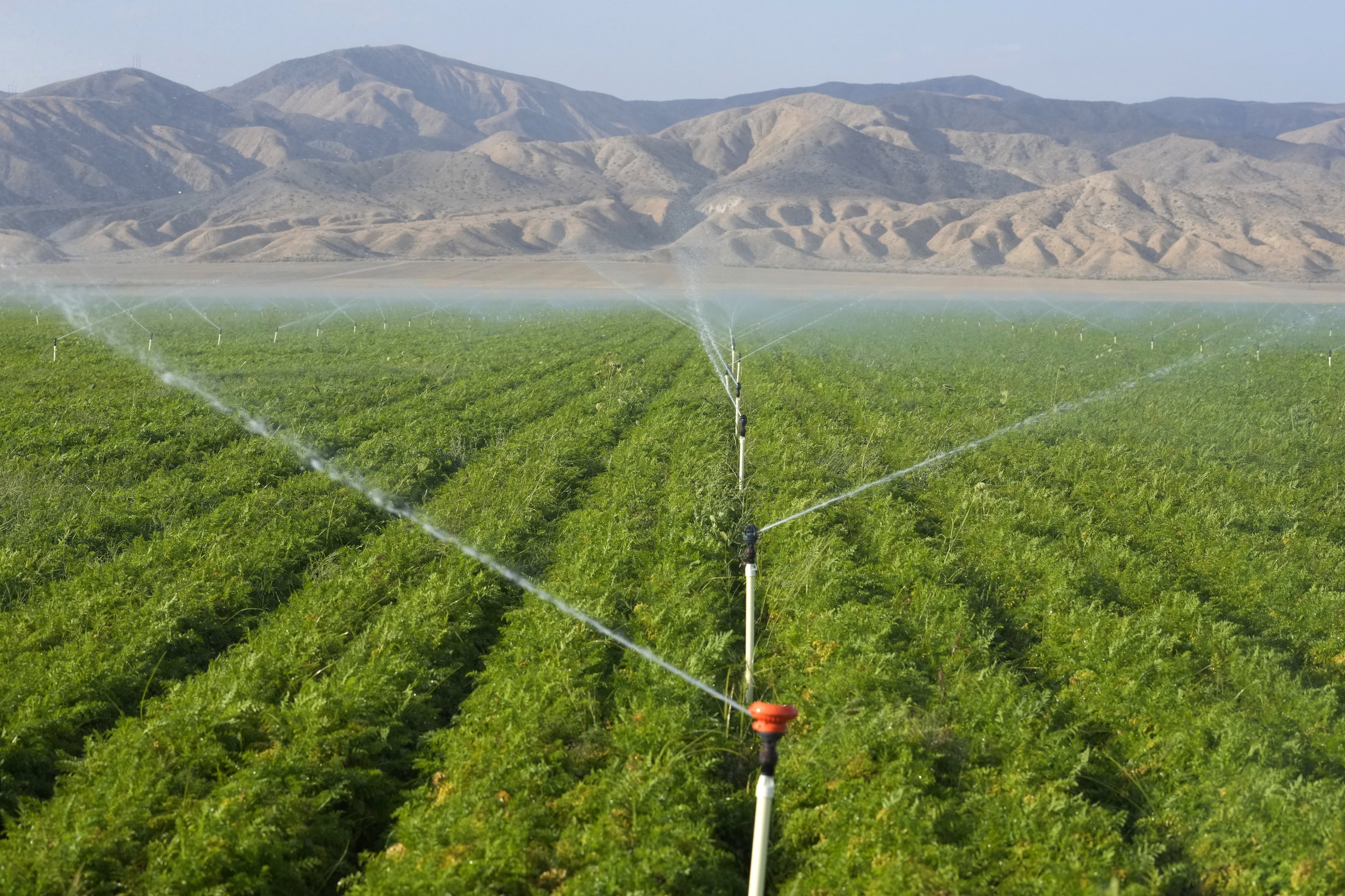 Locals call for a carrot boycott over groundwater usage in California