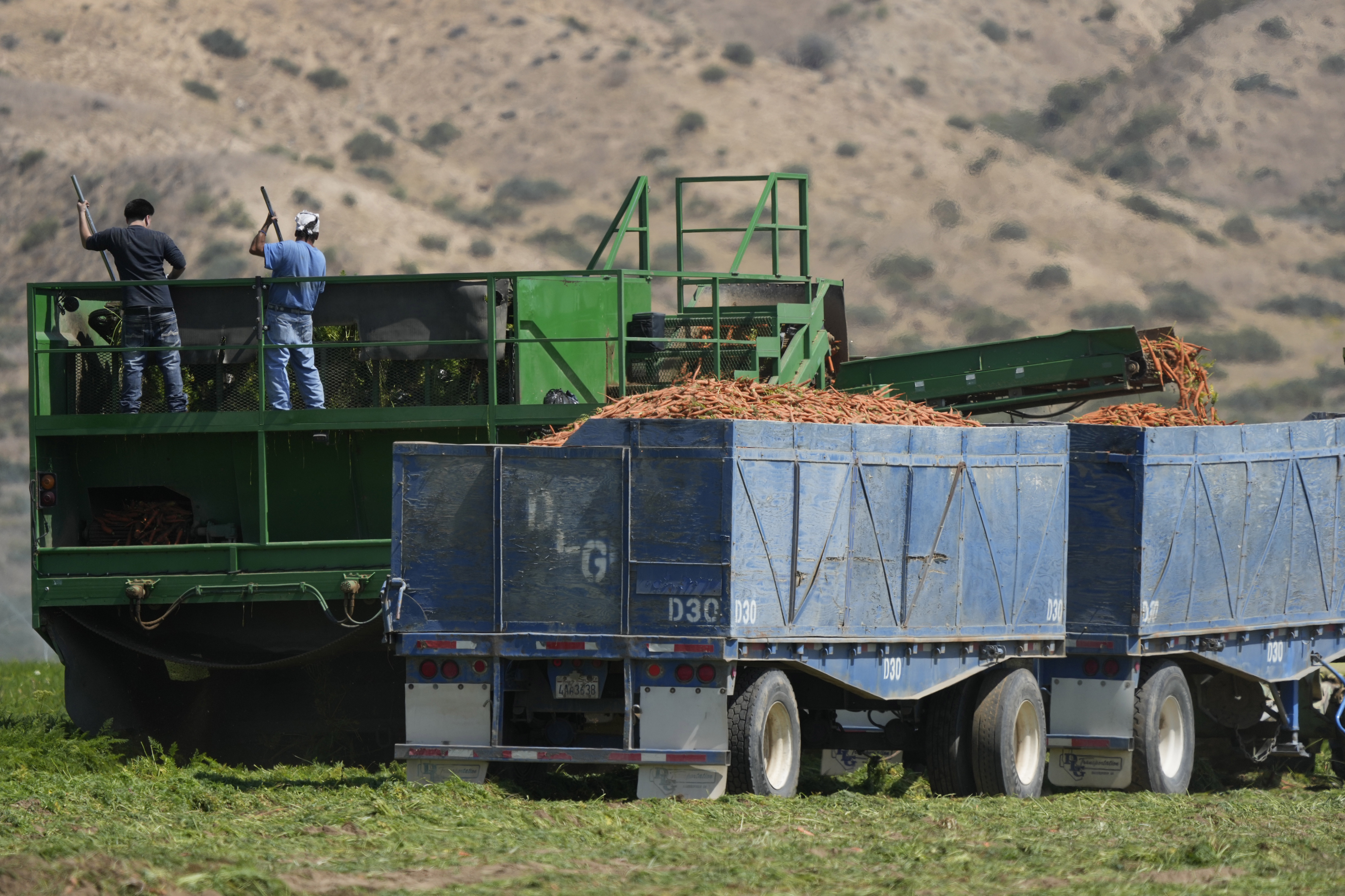 Locals call for a carrot boycott over groundwater usage in California