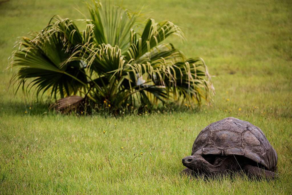 Year in Review: Some reptiles face extinction, while one turns 191 years old