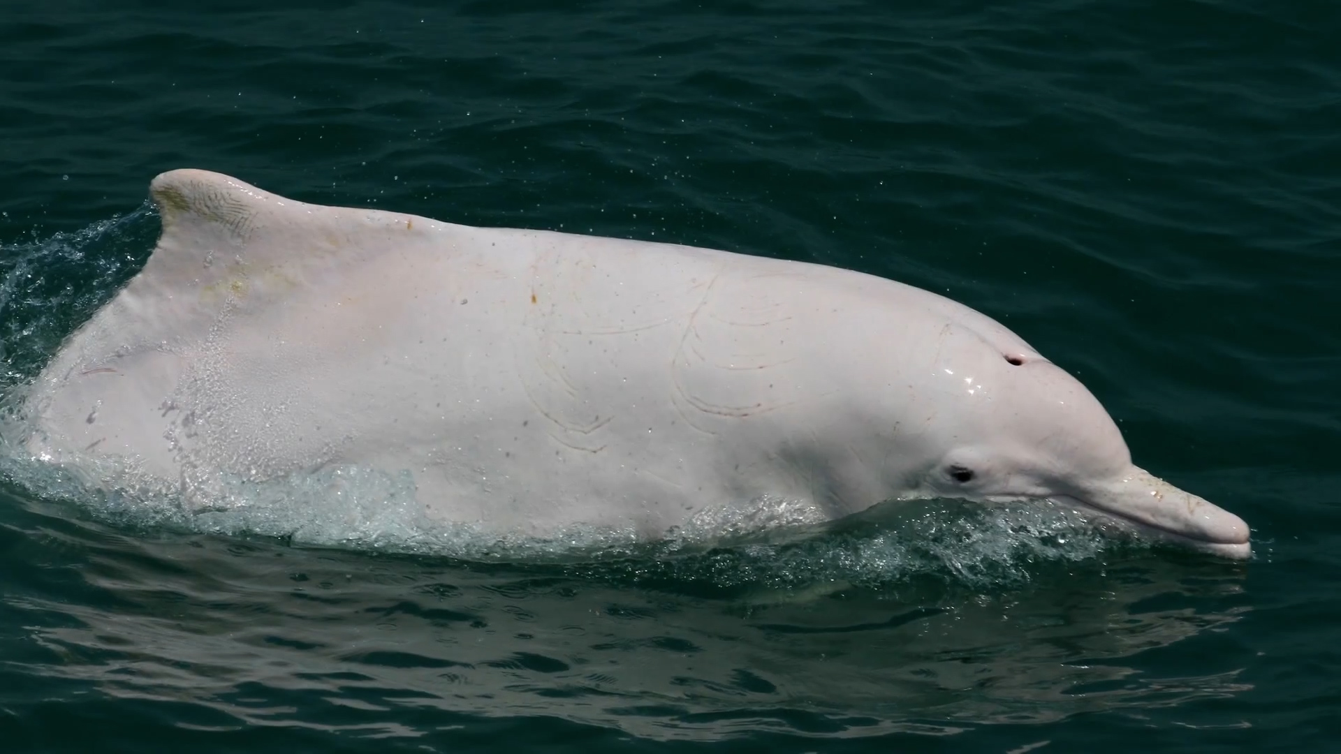 Protecting Chinese white dolphins 