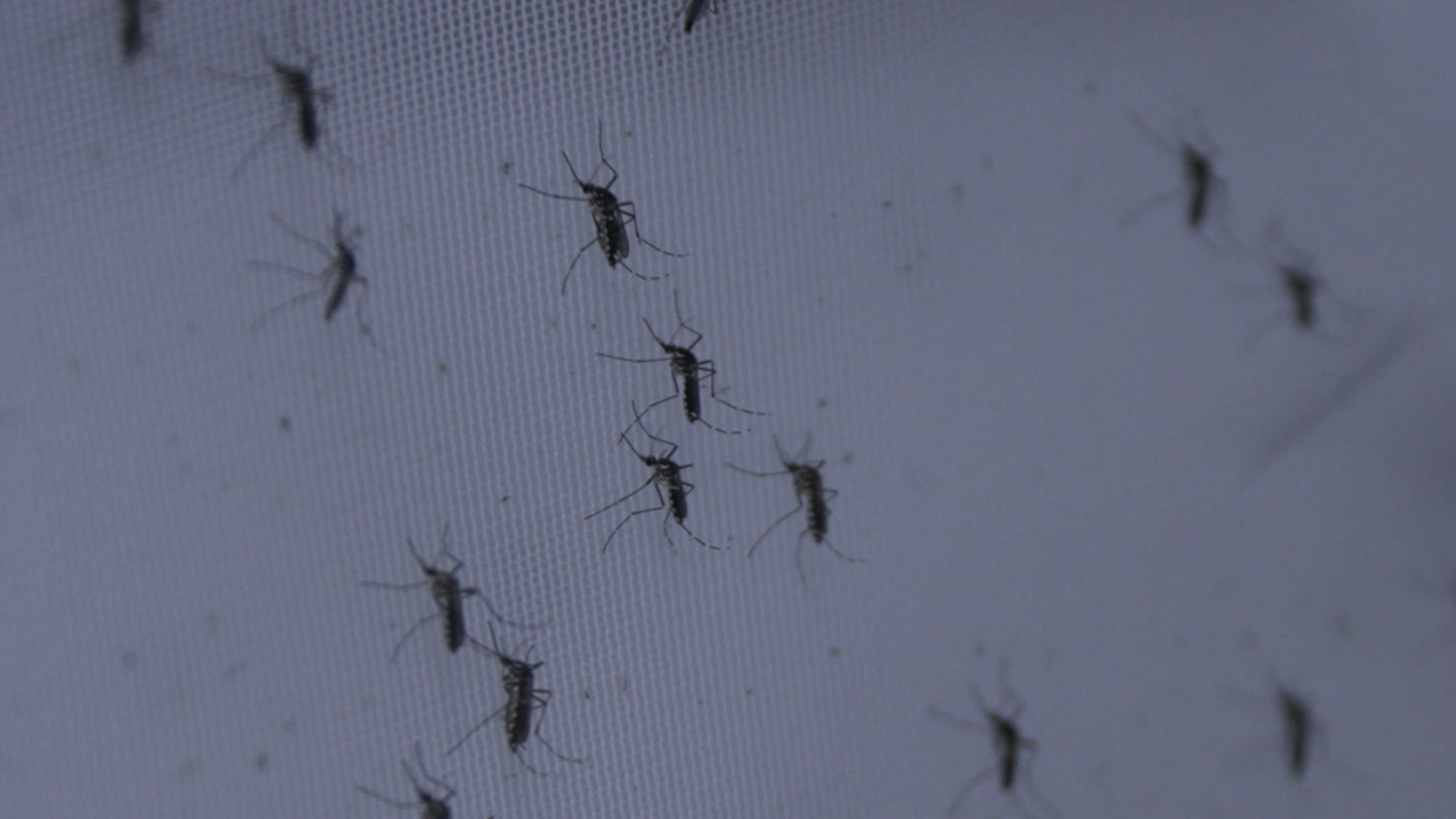 Scientists in Brazil find new ways to fight mosquito-borne threats