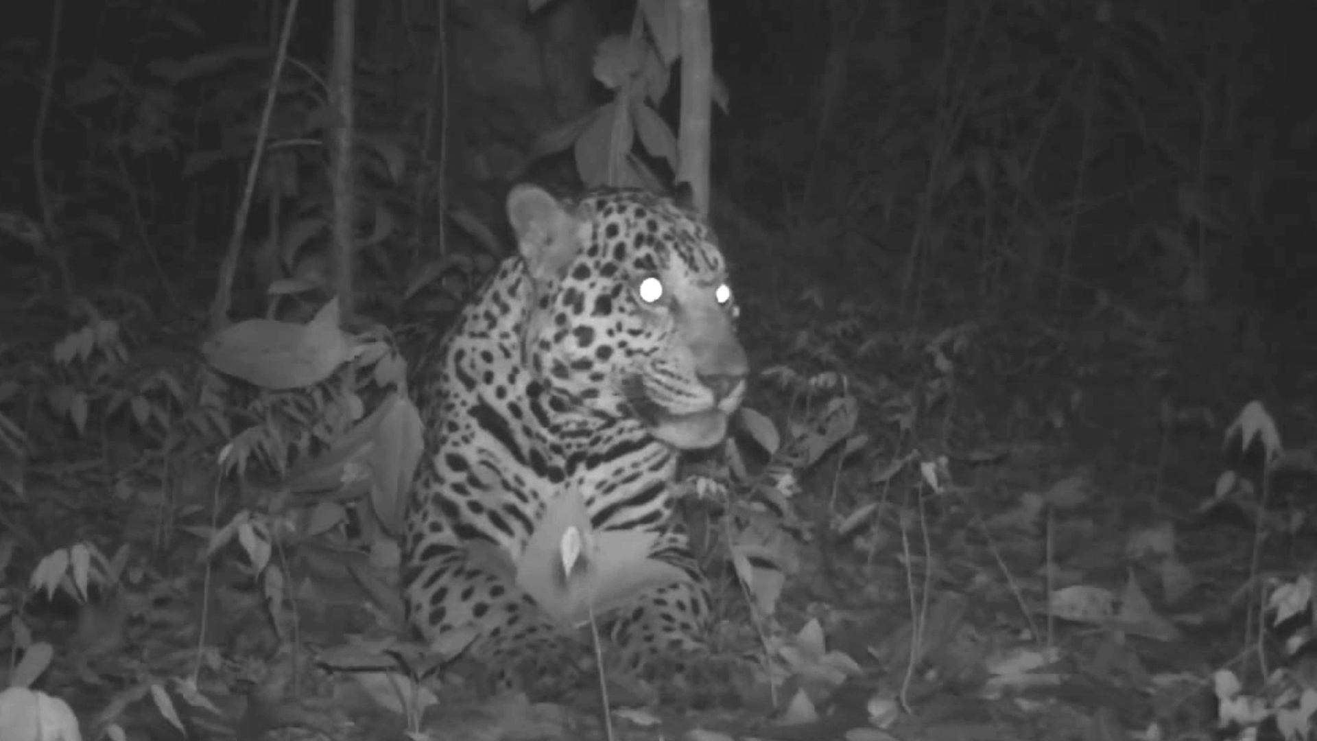 Border wall puts jaguars at risk 