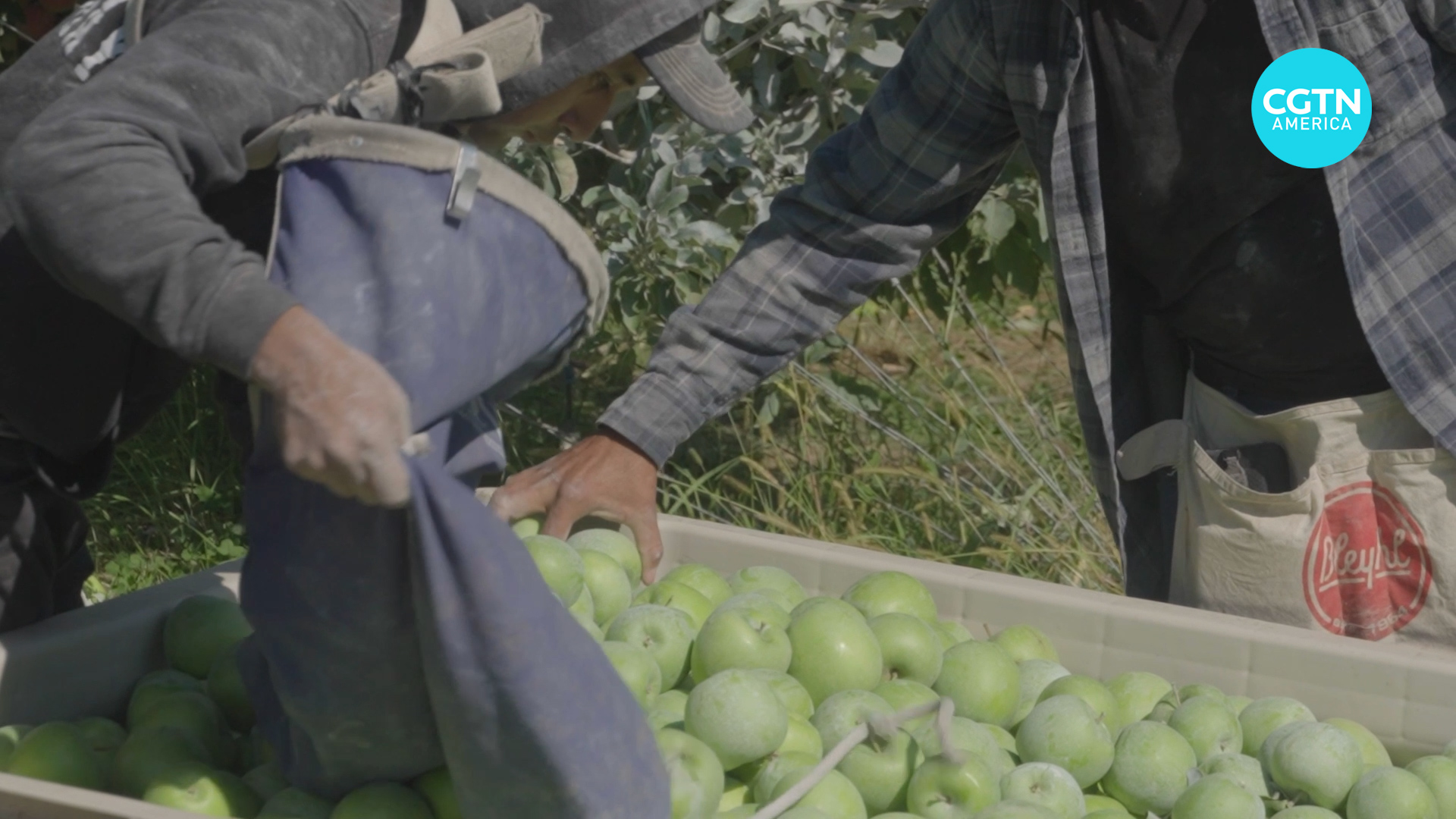 Washington state’s apple crops threatened by shrinking workforce