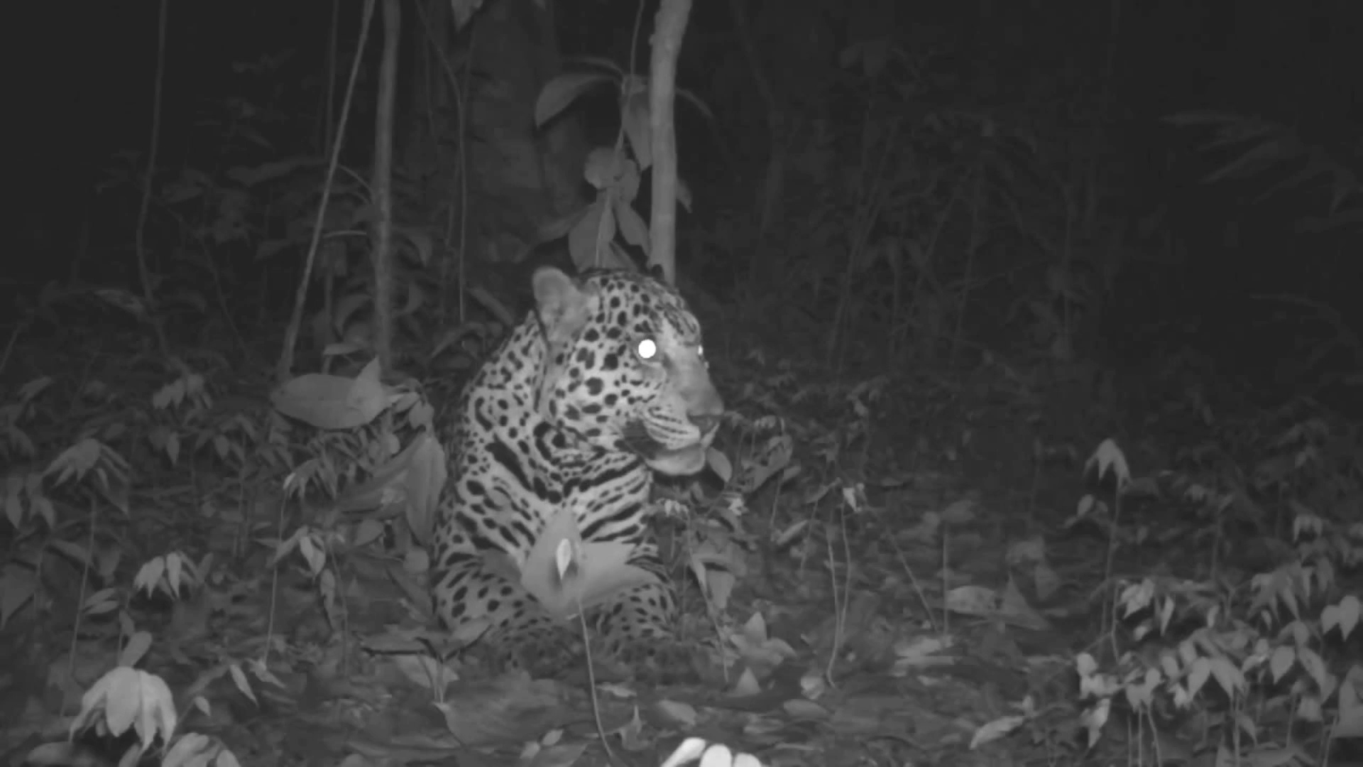 U.S.-Mexico border wall threatens jaguar survival 