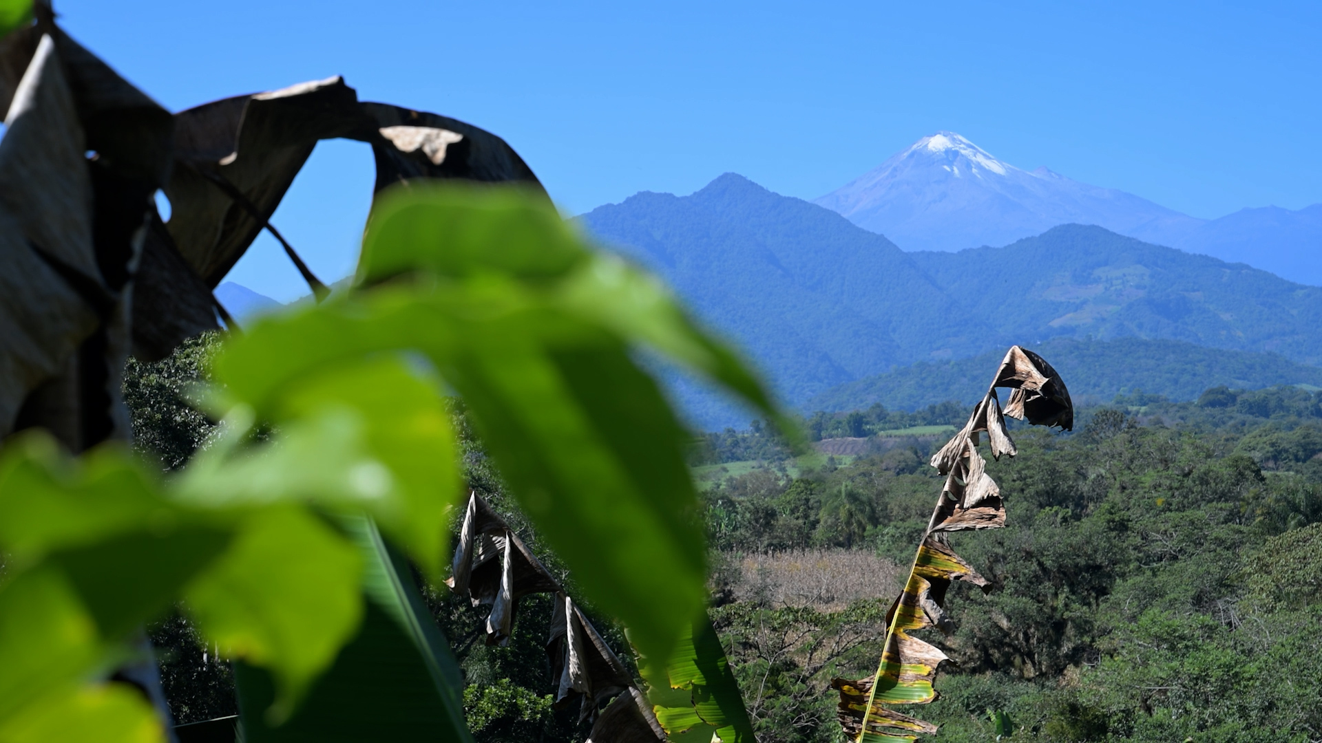 Mexico’s coffee farmers raise alarms over climate change threat