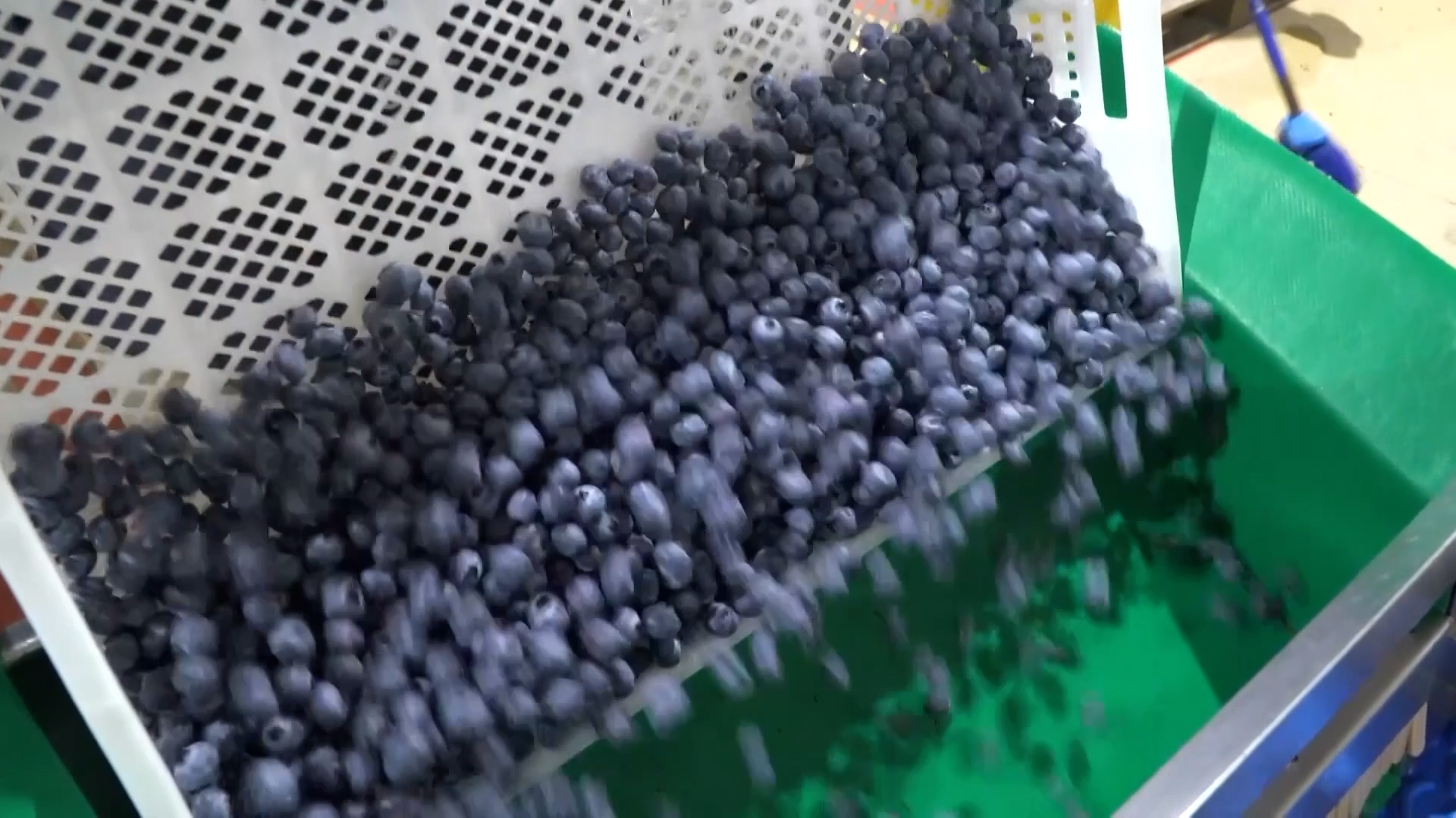 Peru experiences record exports in blueberries 