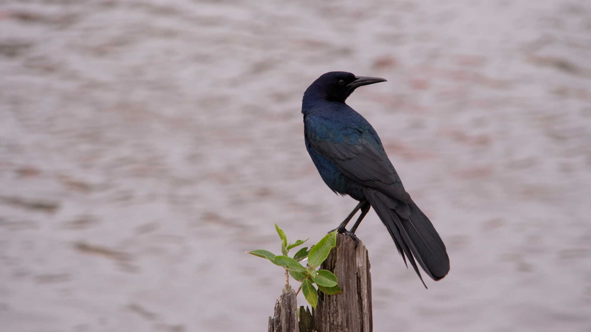 Florida Everglades drying up amid record drought