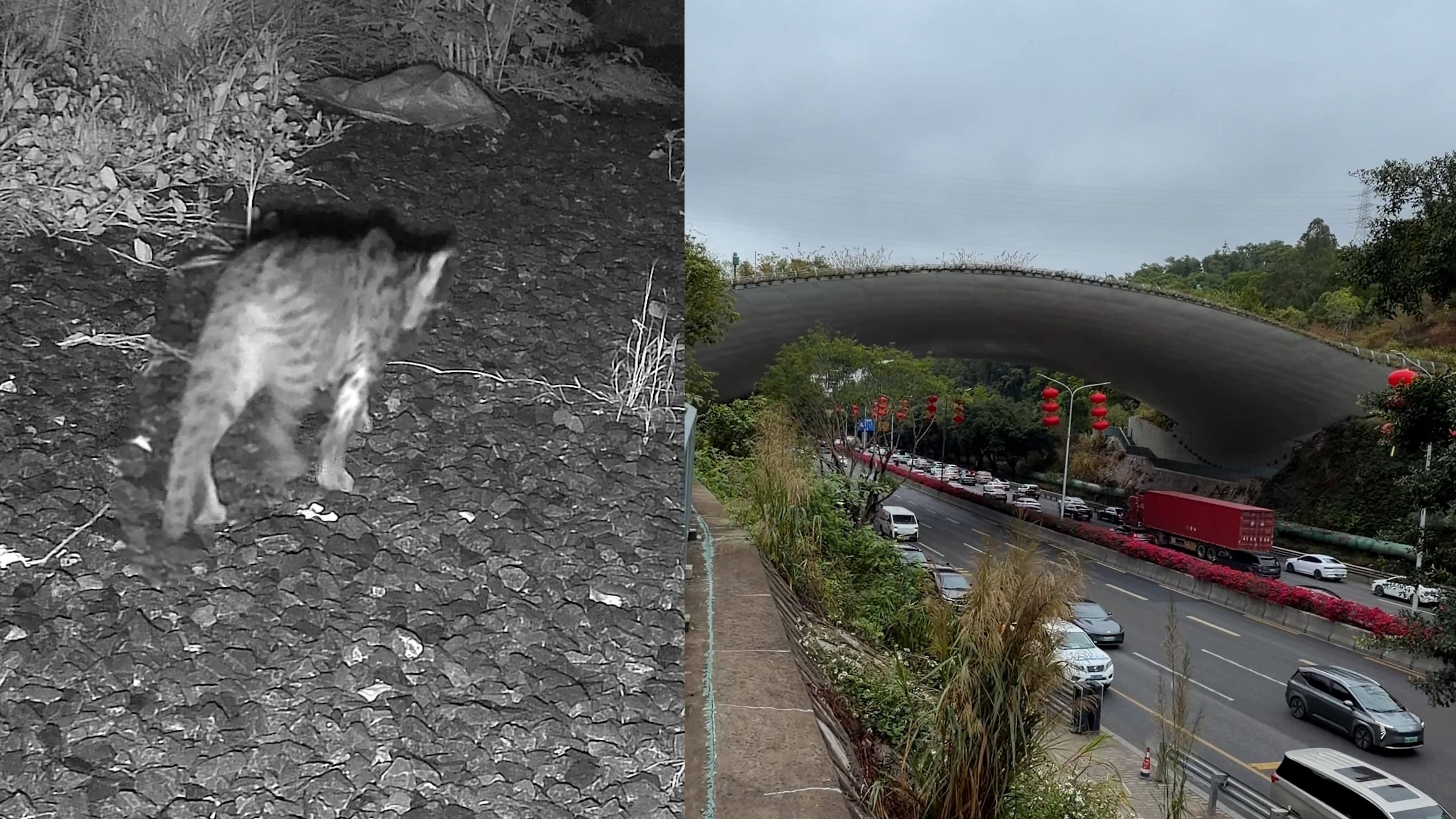 This bridge is built for wildlife to cross highway
