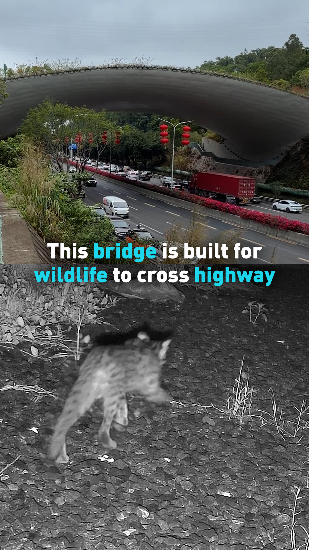 This bridge is built for wildlife to cross highway